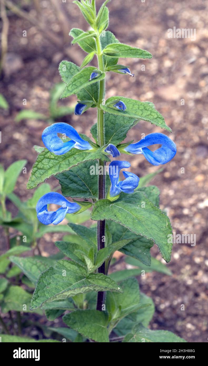 Azursalbei, Salvia patens Stock Photo