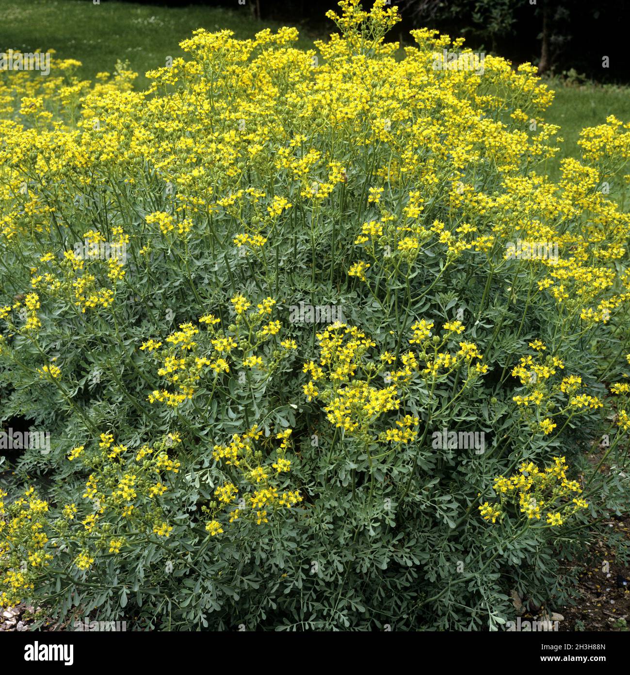 weinraute-ruta-graveolens-stock-photo-alamy