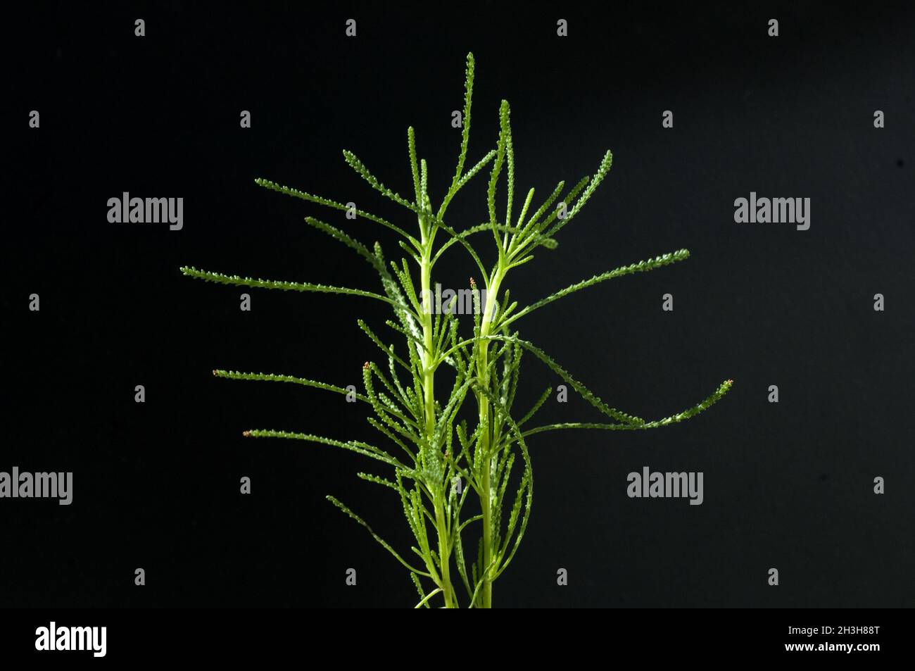 Olive ridley, Santolina viridis Stock Photo