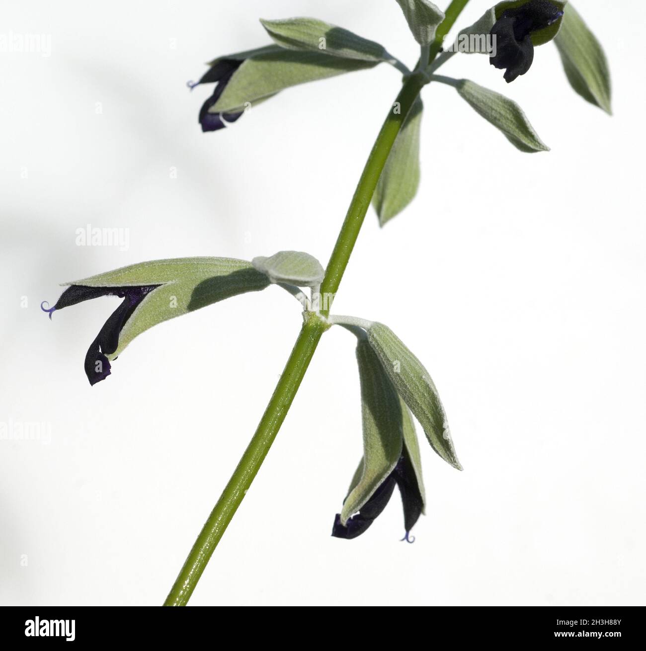 Peruvian sage; Salvia discolor Stock Photo