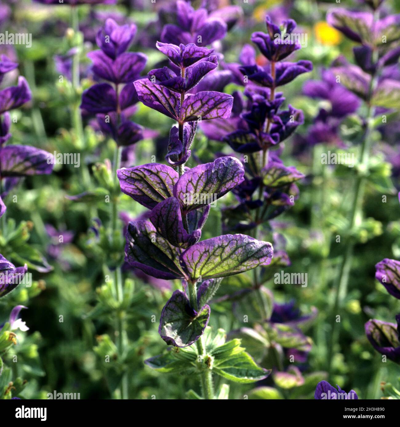 Variegated sage; Salvia viridis; Stock Photo