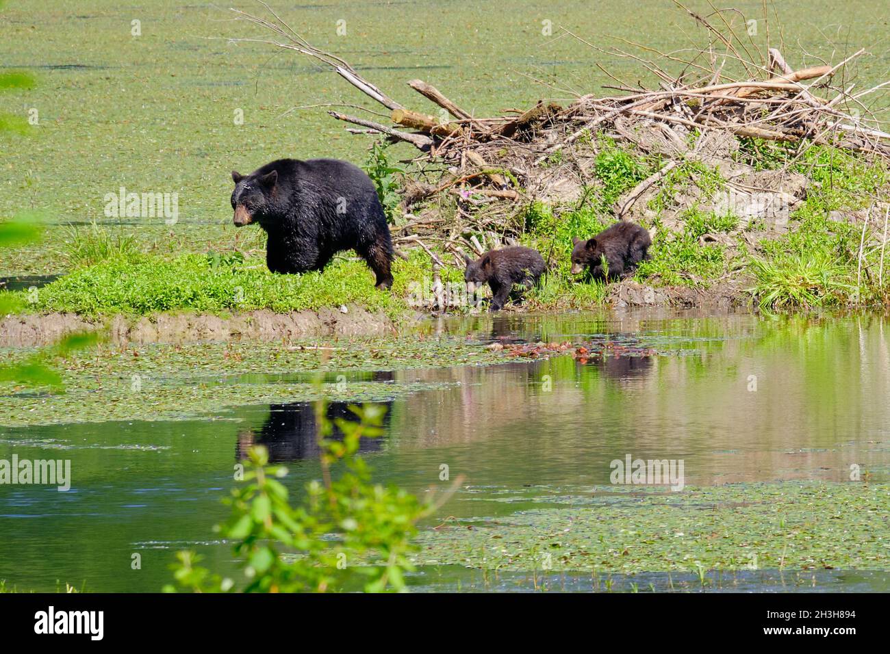 Two young bear cubs follow their mother beside a pond and a beaver lodge. Stock Photo