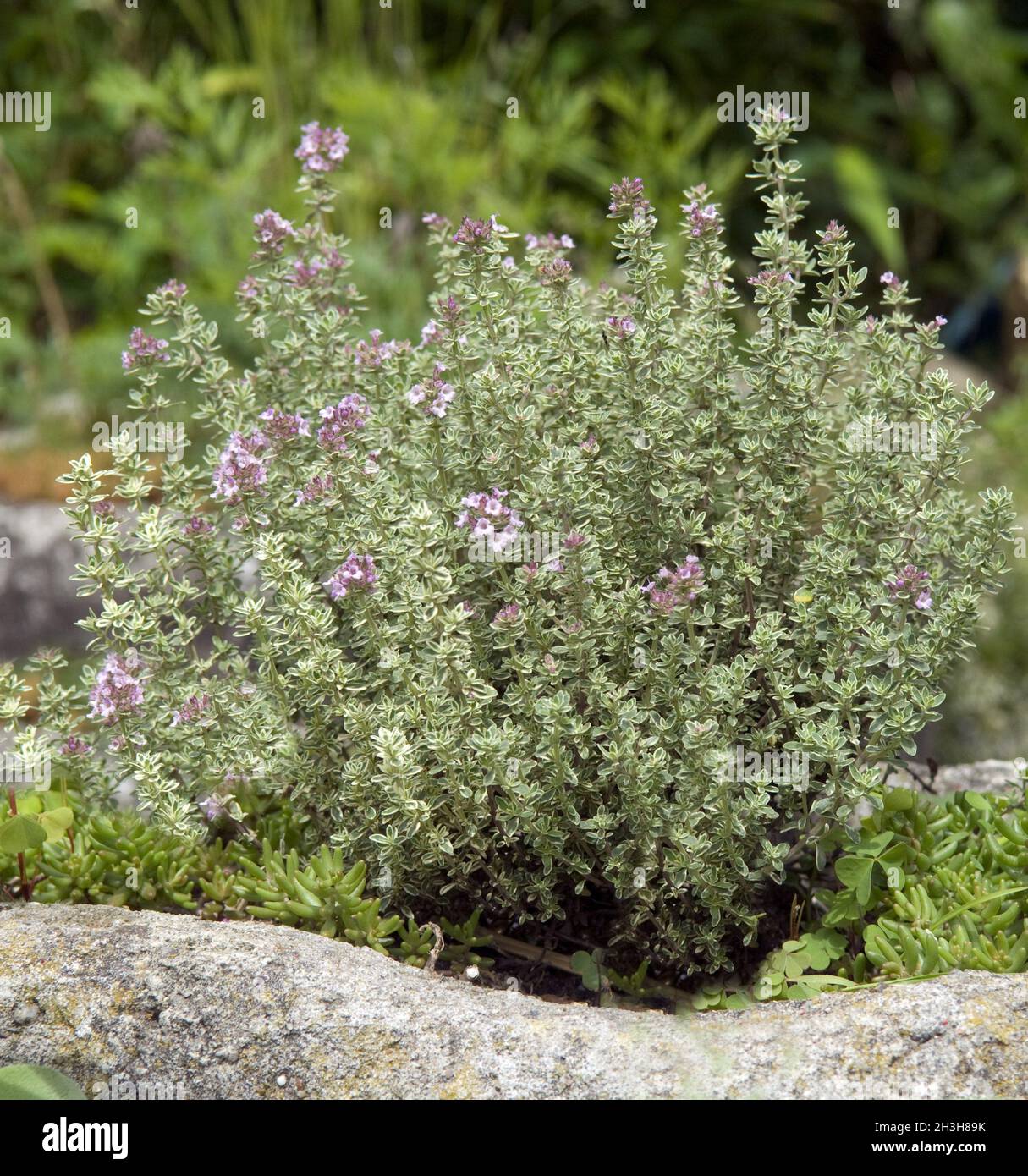 Zitronenthymian, Thymus, citriodorus Stock Photo Alamy