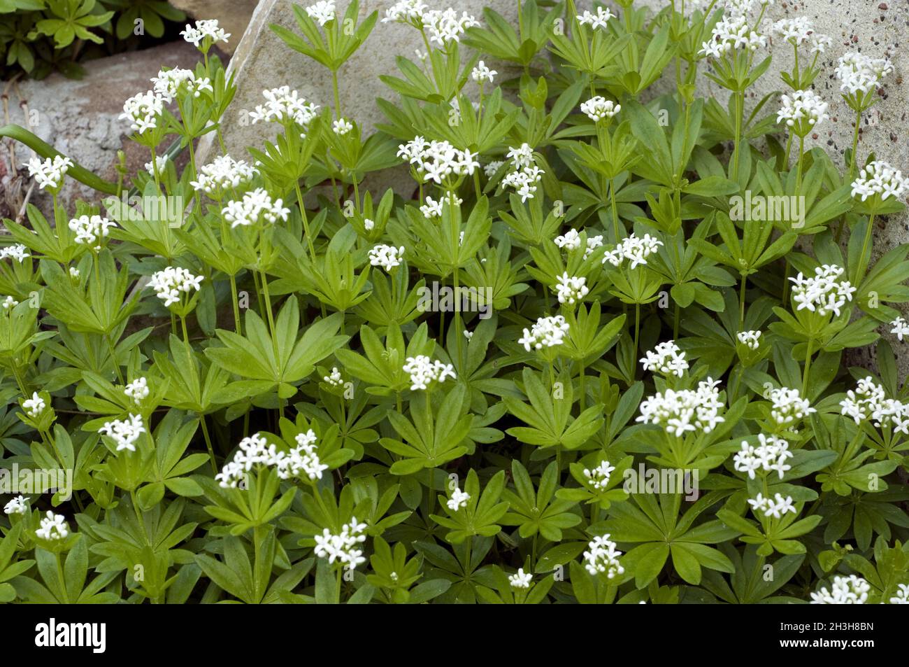 Woodruff, Galium odoratum Stock Photo