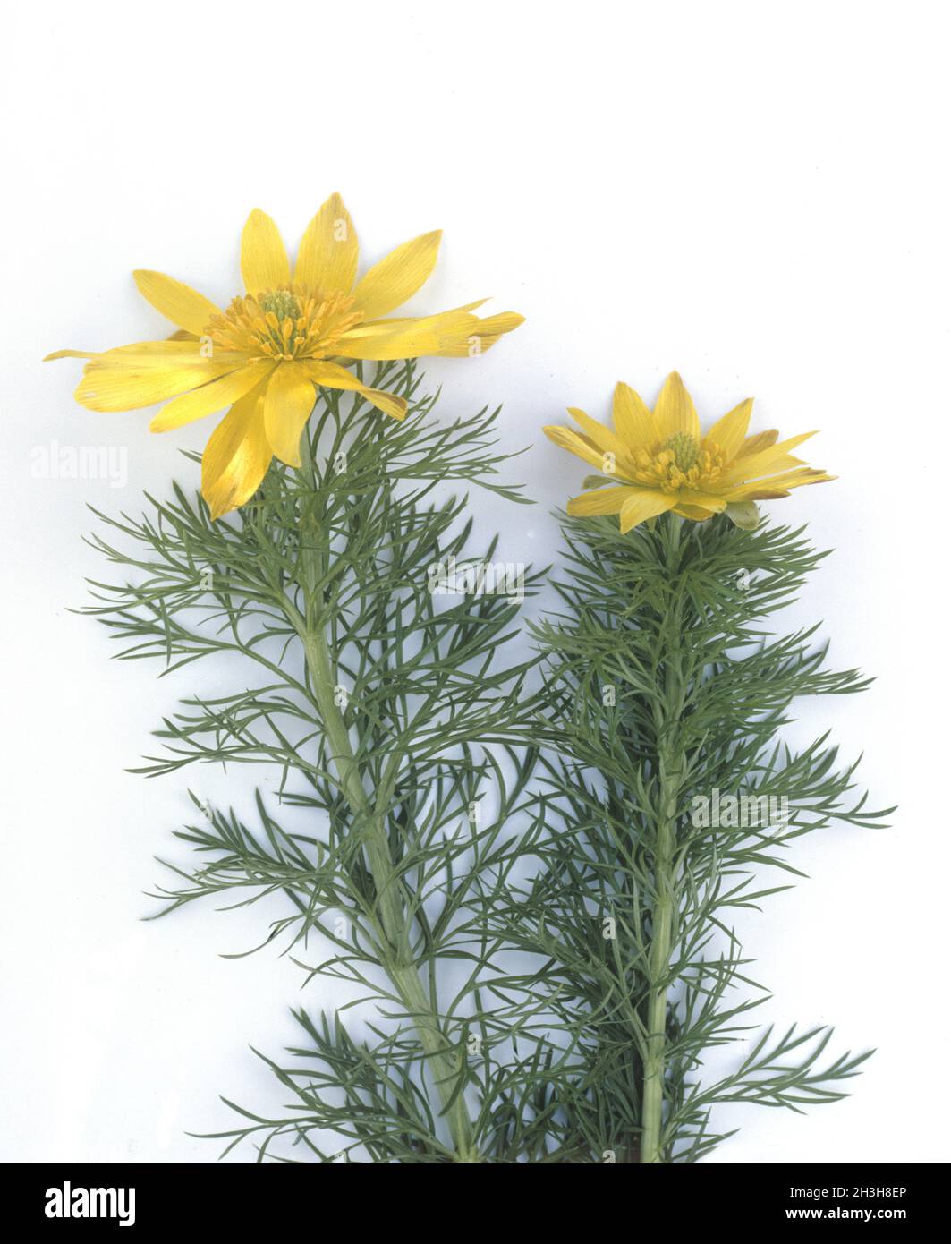 Adonisroeschen; Adonis Vernalis Stock Photo - Alamy