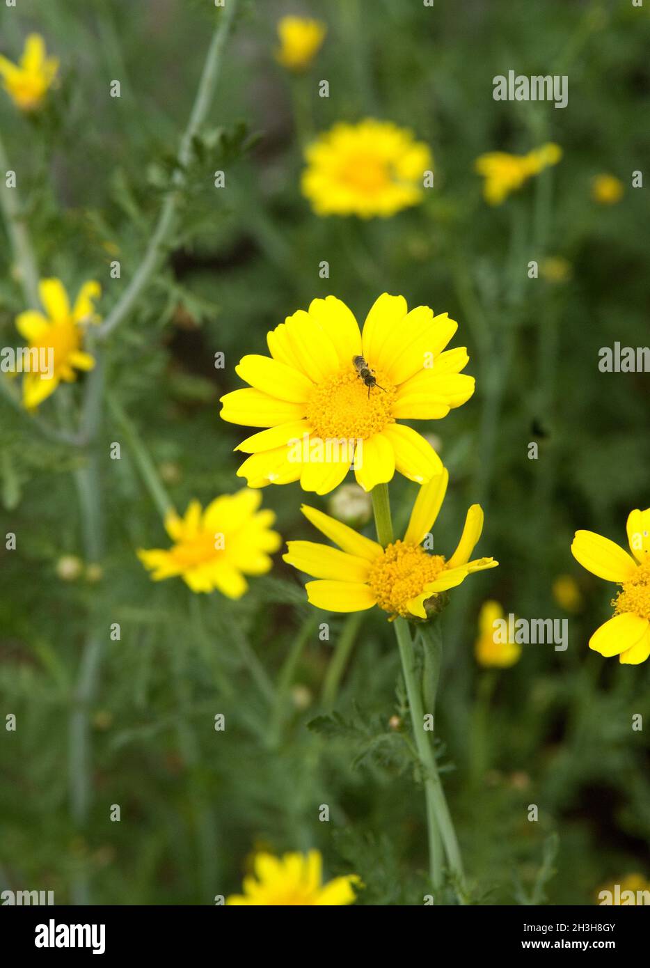 Edible chrysanthemum Stock Photo