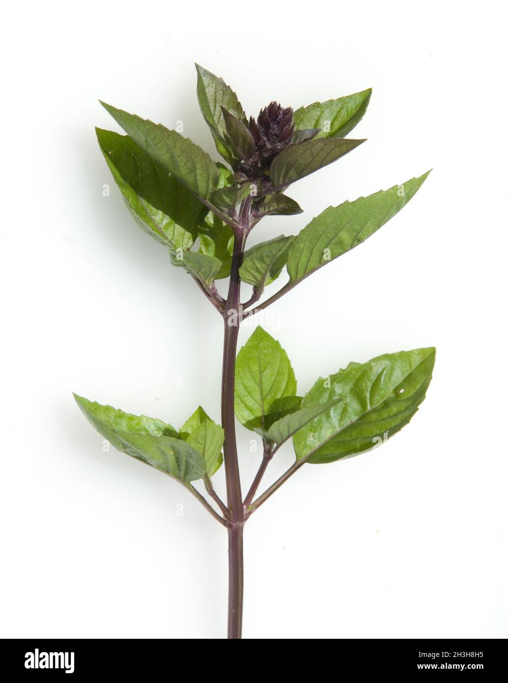 Cinnamon basil, bush basil, basil, Ocimum Stock Photo Alamy