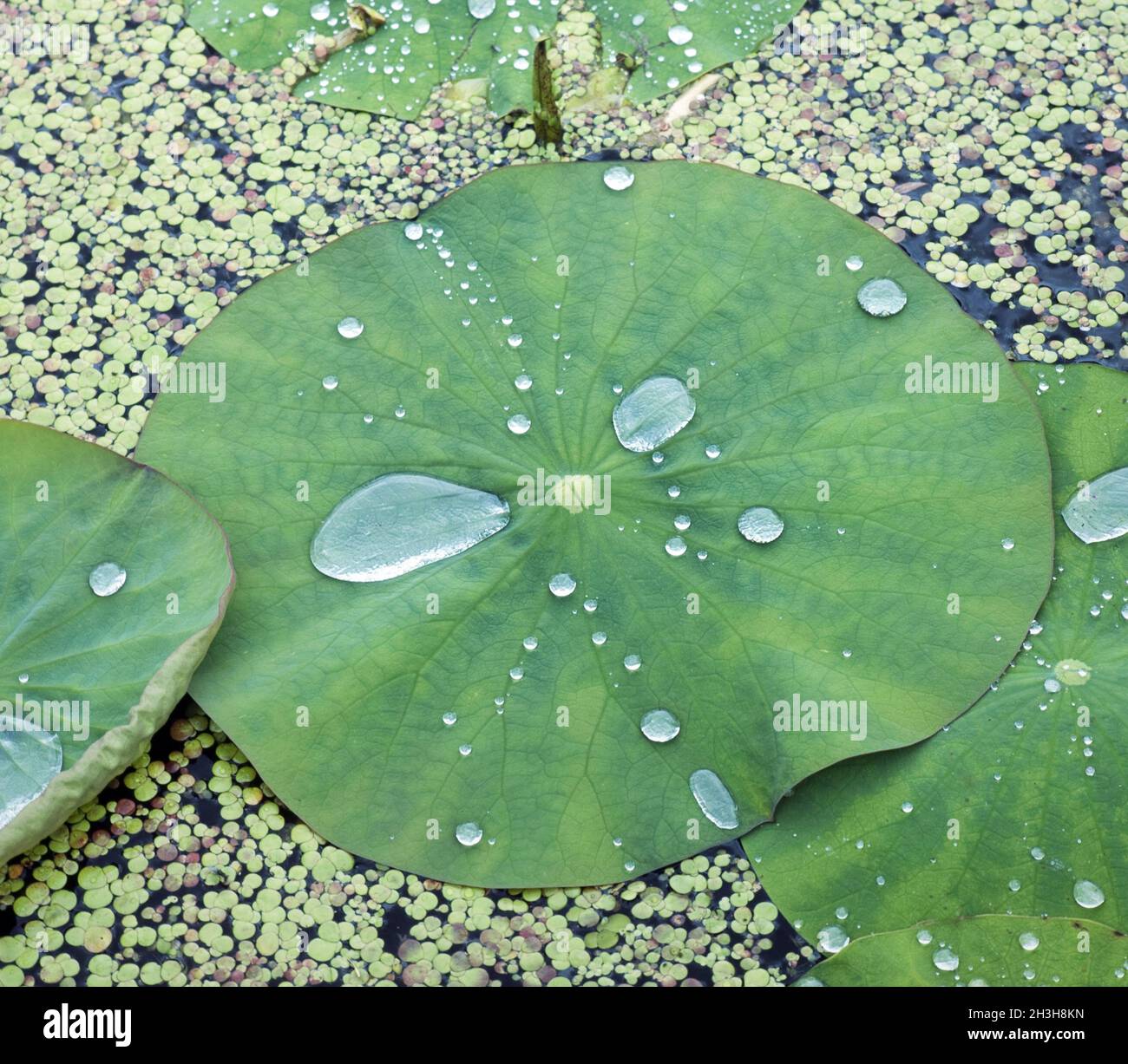 Water drops on a lotus leaf hi-res stock photography and images - Alamy