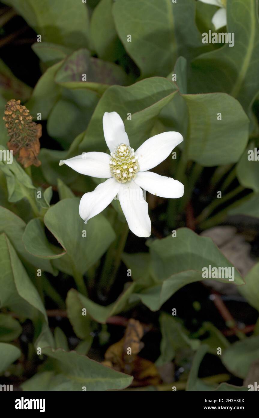 Anemopsis, californica, Yerba, Mansa, Wasserpflanze, Stock Photo