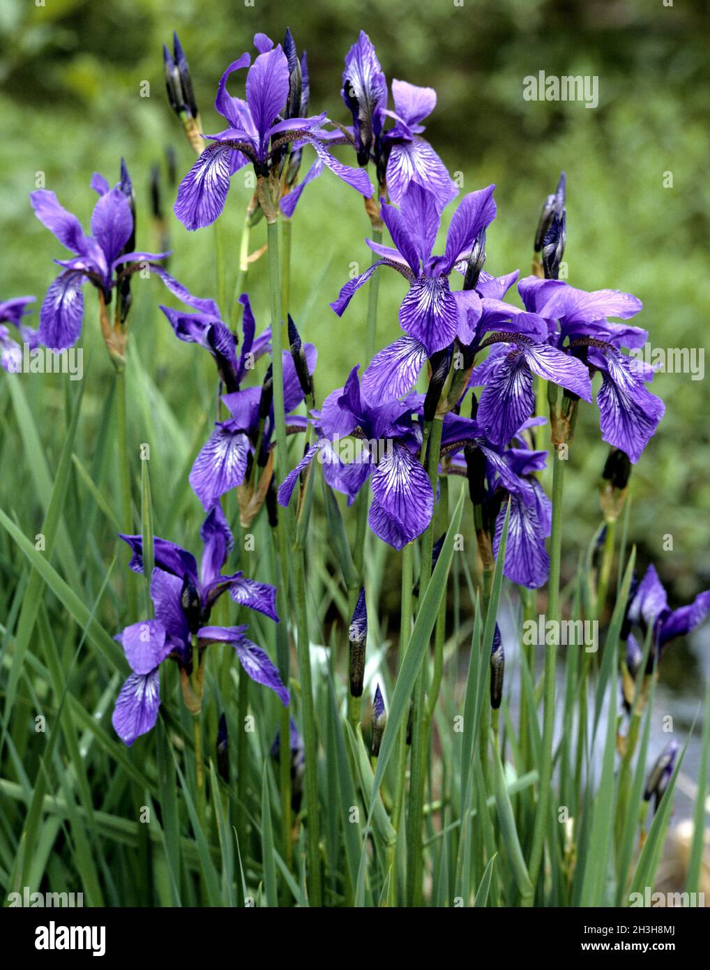 Siberian iris Stock Photo - Alamy