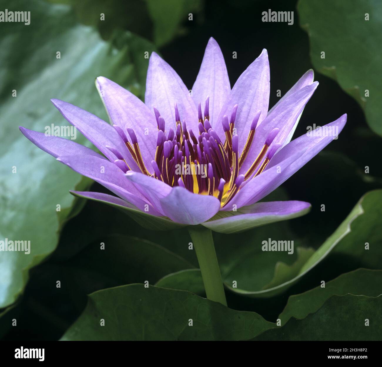 Seerose nymphaea caerulea hi-res stock photography and images - Alamy
