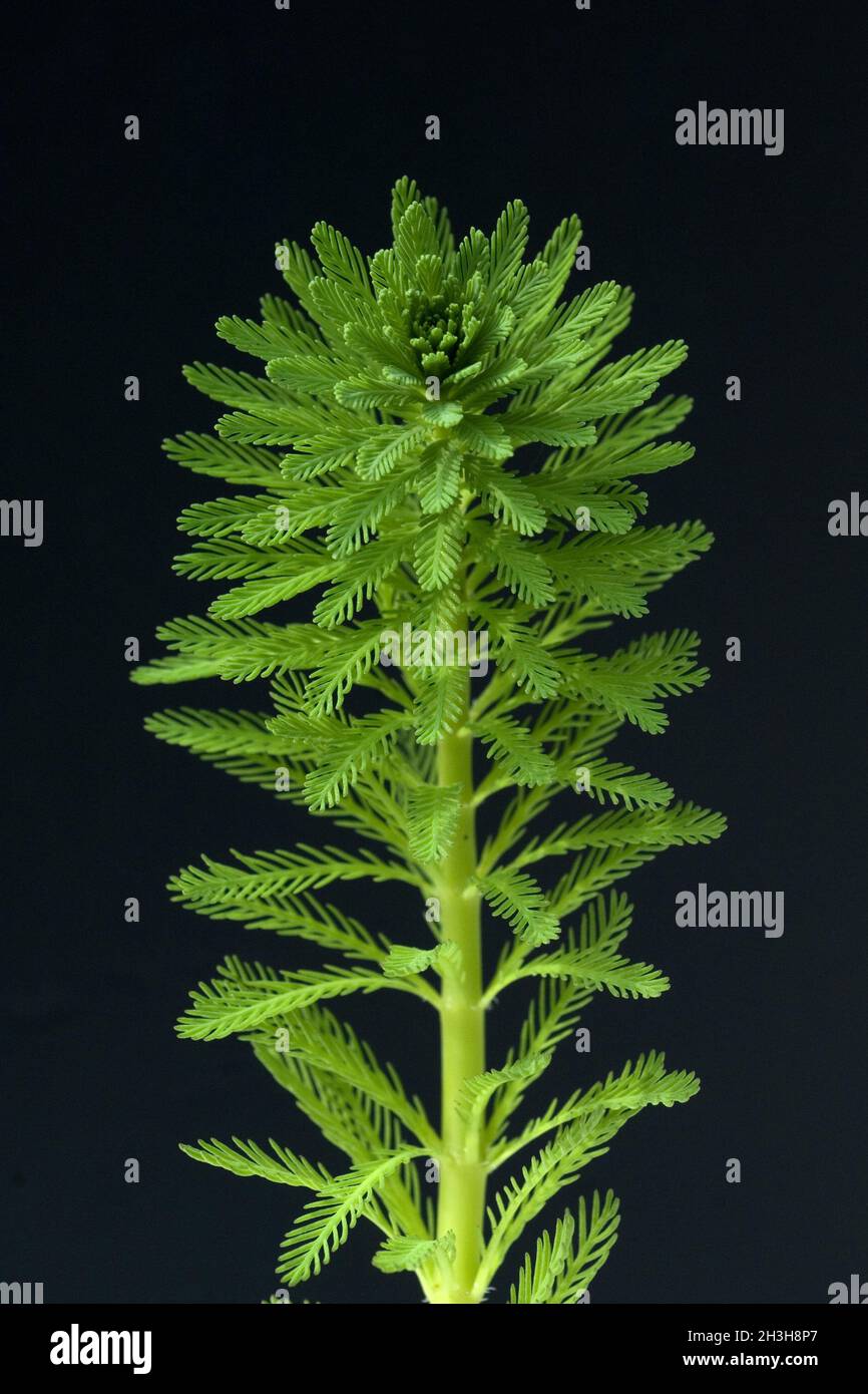 Centaury; Myriophyllum aquaticum Stock Photo