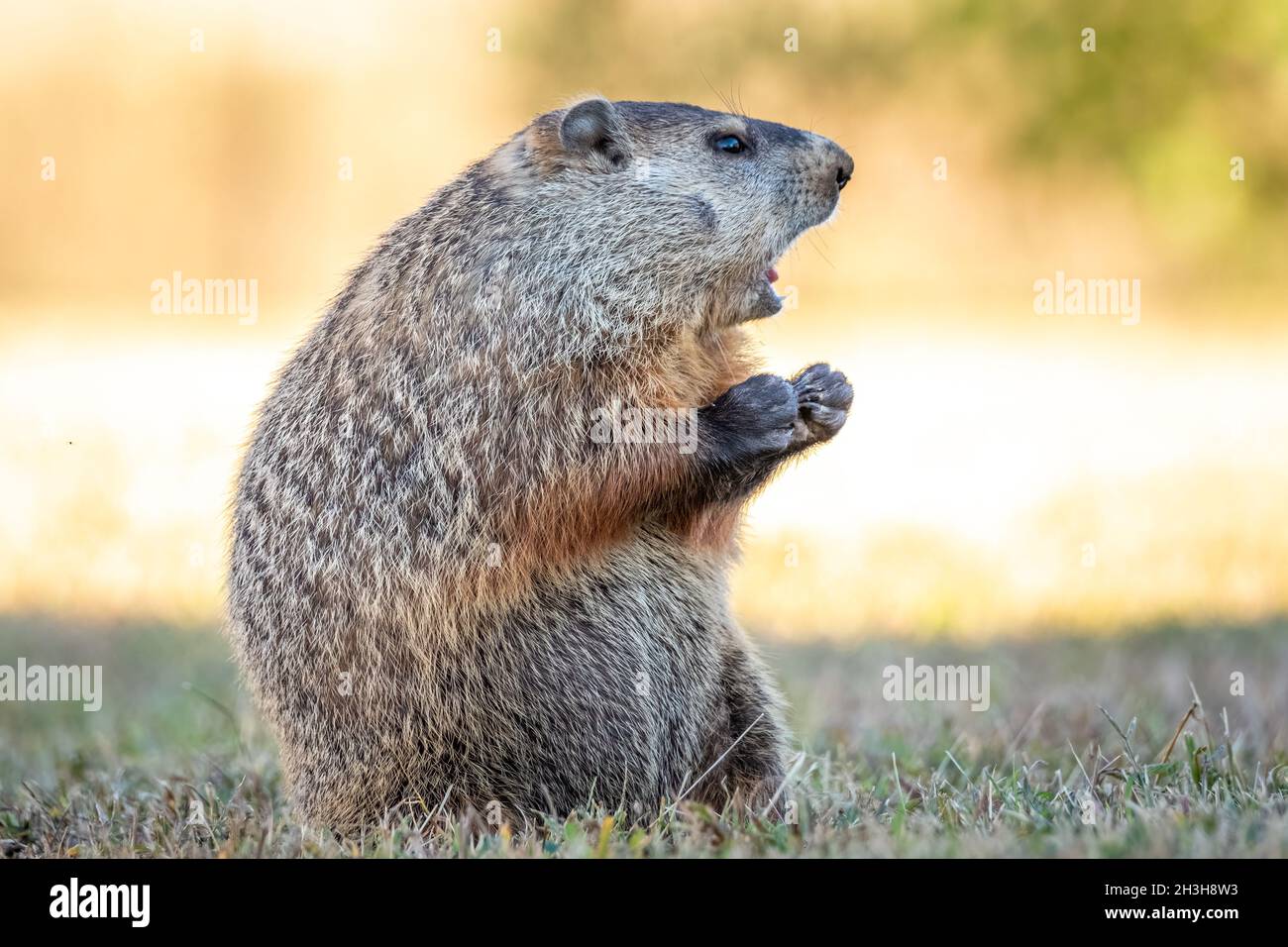 A Groundhog (Marmota monax) makes a funny expression as if it's
