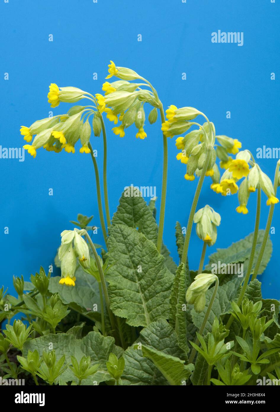 Cowslip root hi-res stock photography and images - Alamy