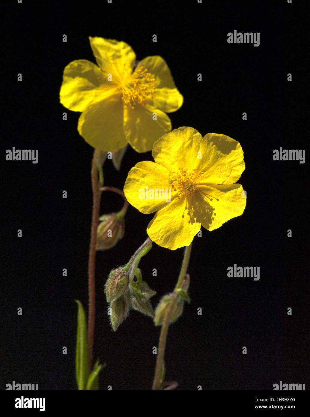 Sunflower, Helianthemum nummularium Stock Photo