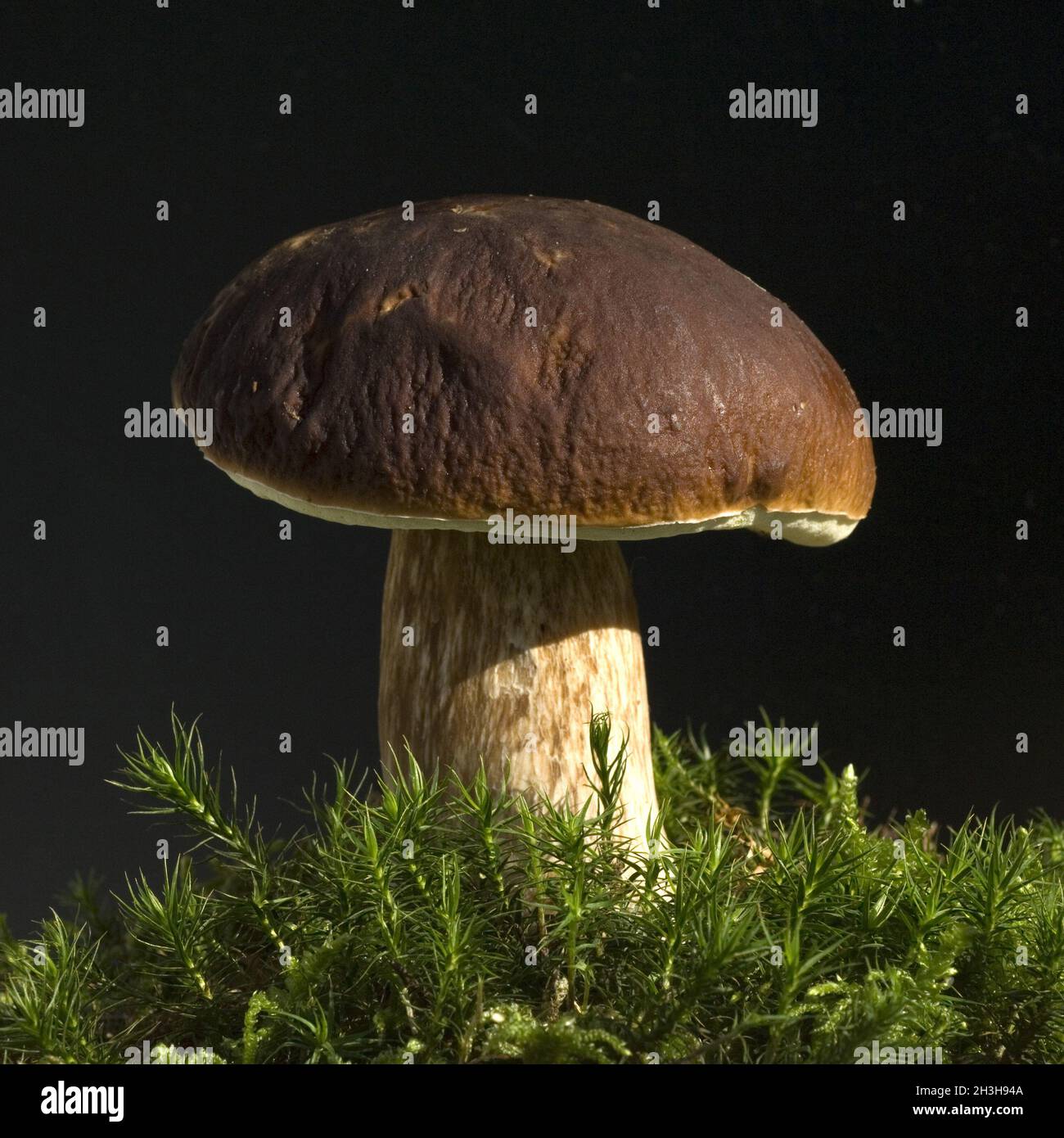 Porcini; Boletus edulis; gentleman's mushroom Stock Photo Alamy