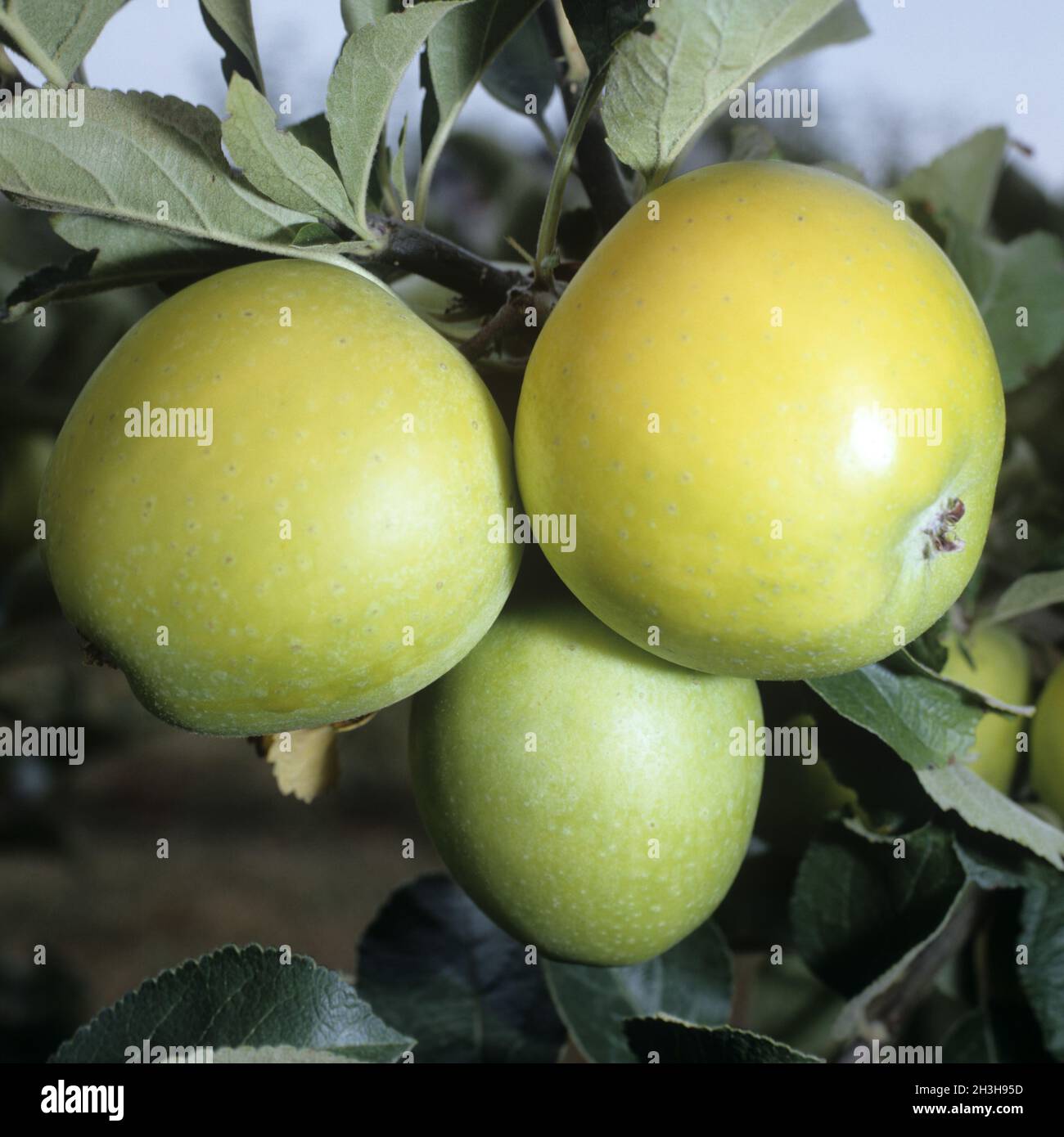 Pineapple renette; winter apple; apple; Stock Photo