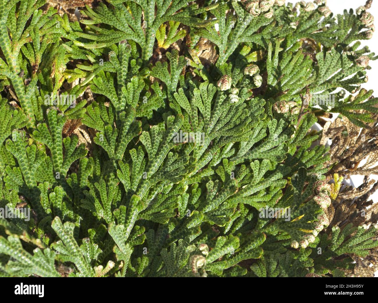 Rose de jericho, anastatica hierochuntica, chajarat mariam : par aldryn