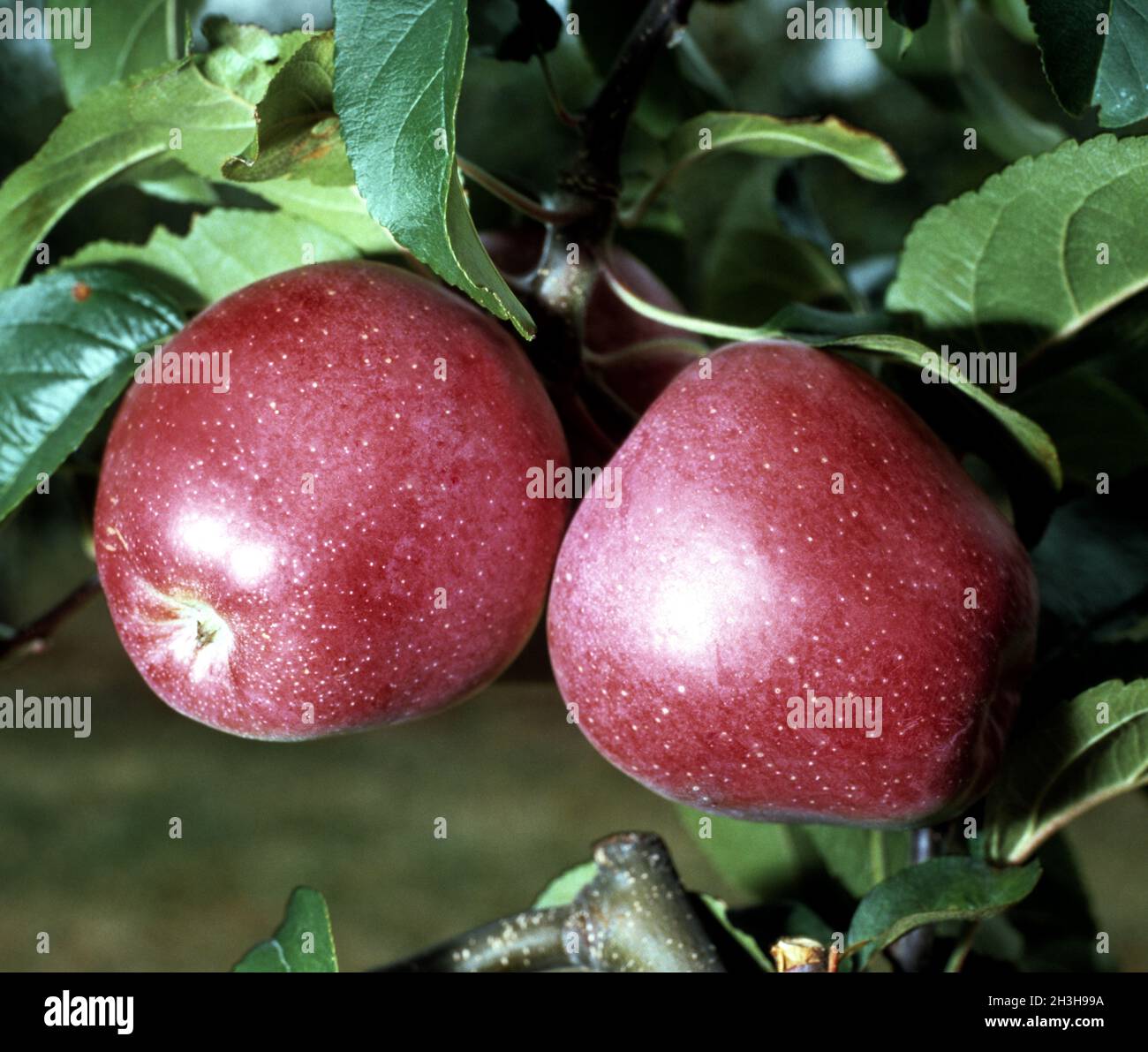 Gloster; Apple; Stock Photo