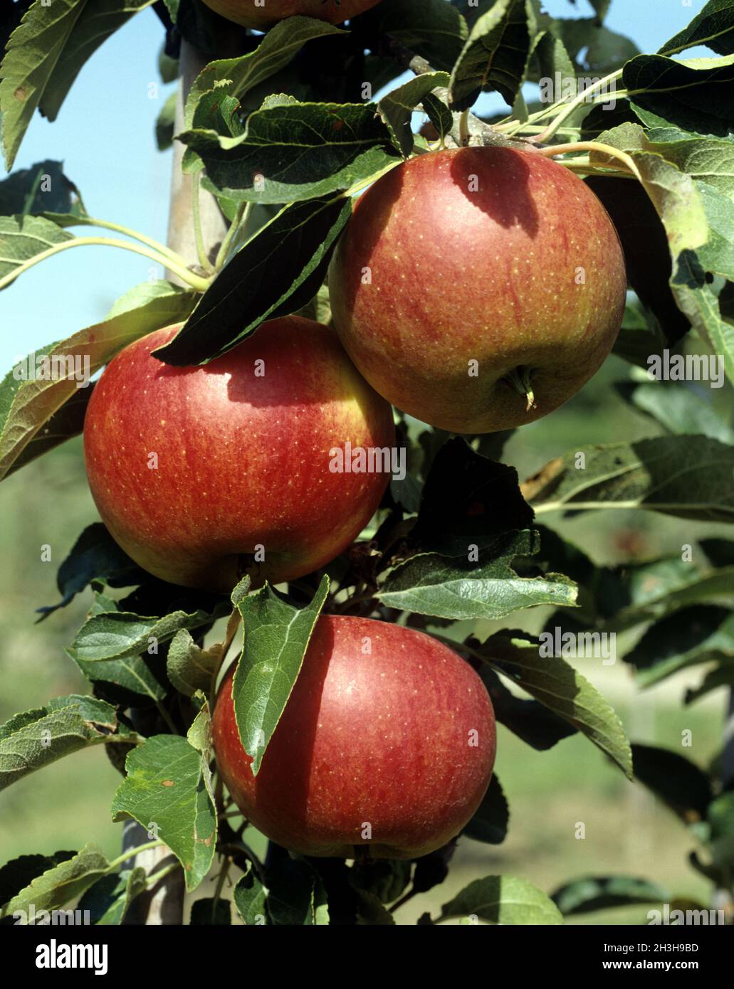 Red Jonagold, apple Stock Photo Alamy