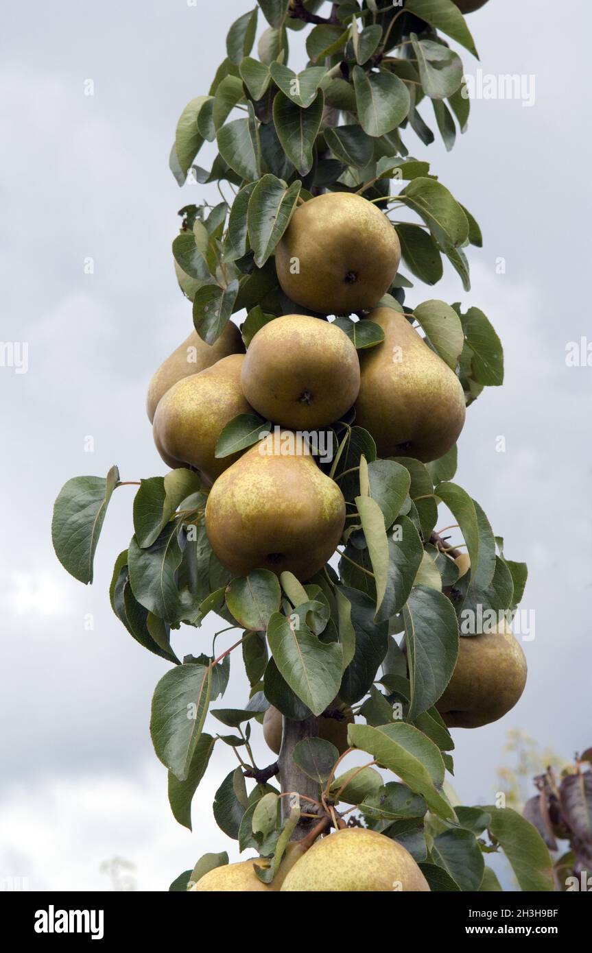Columnar fruit; pears Stock Photo