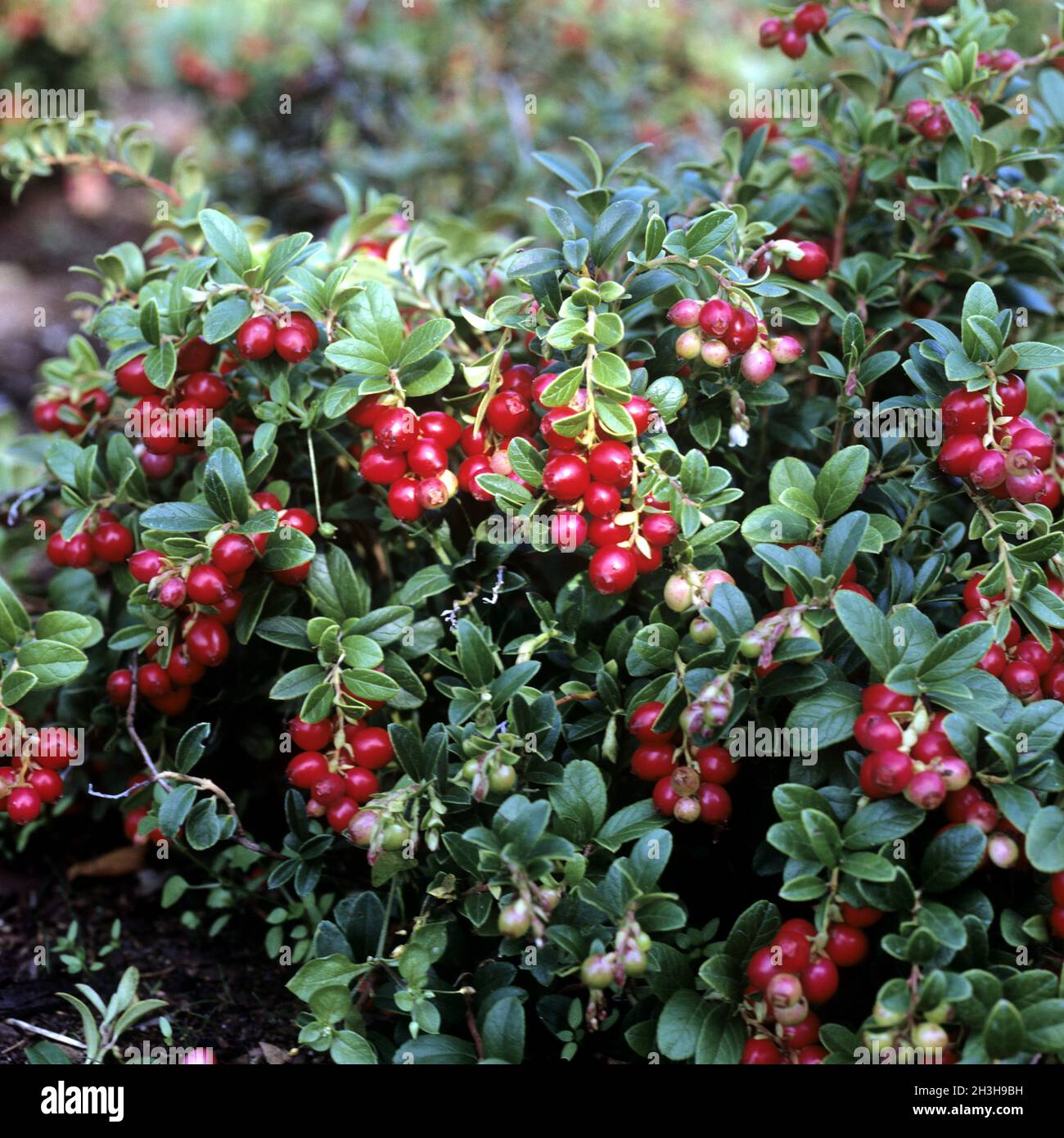 Cranberry; Vaccinium vitis-idaea; Stock Photo