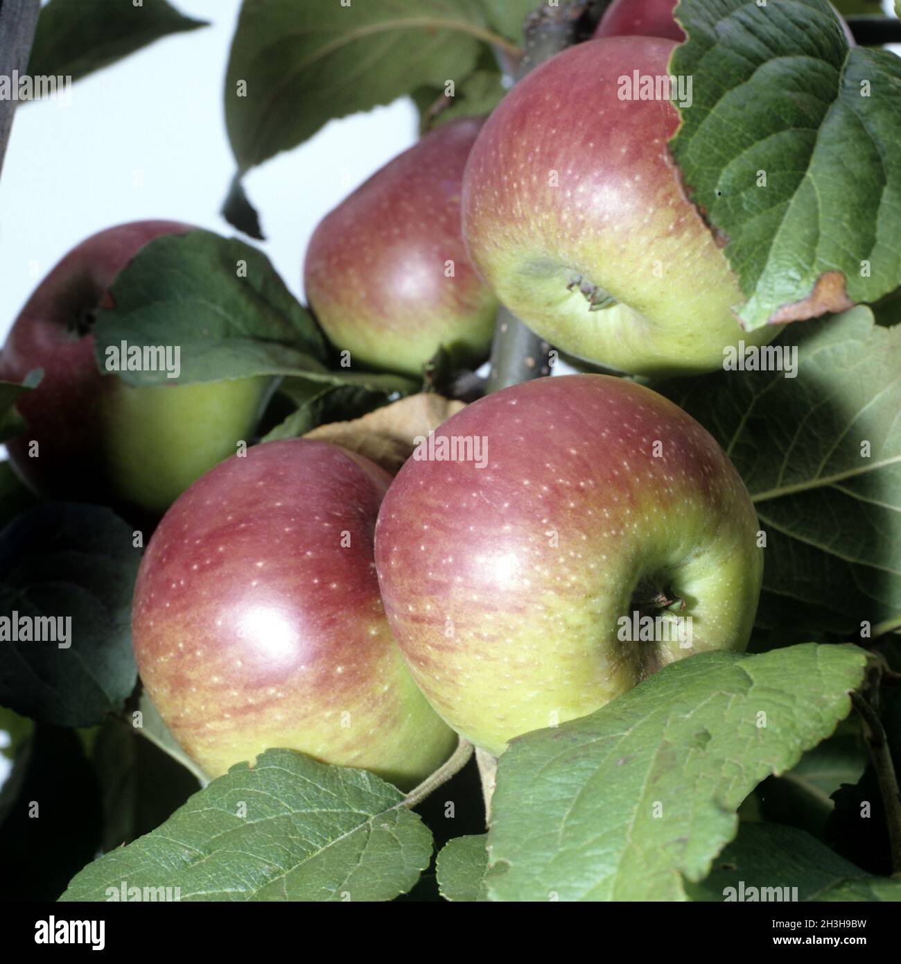 Prince Albrecht of Prussia, apple, Stock Photo