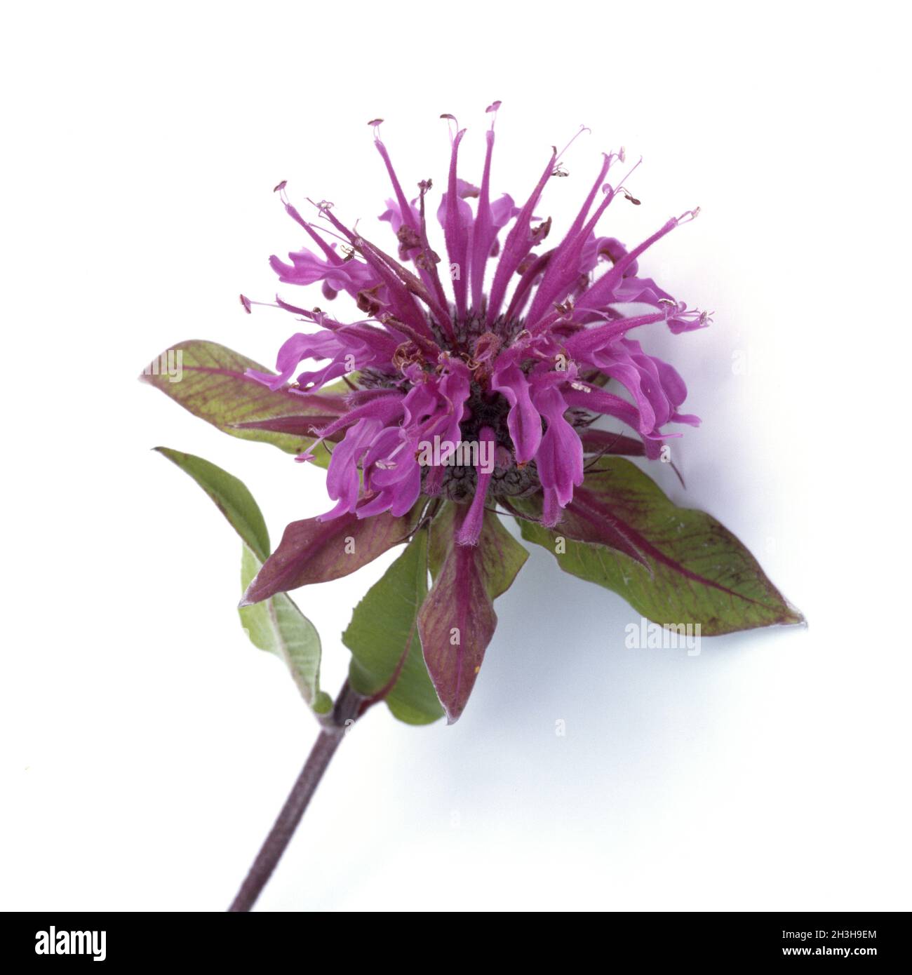 Indiandernessel; Monarda Stock Photo