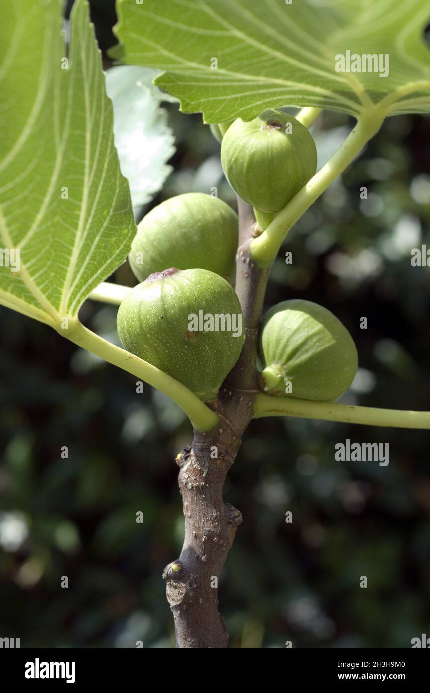 Figs on a branch Stock Photo
