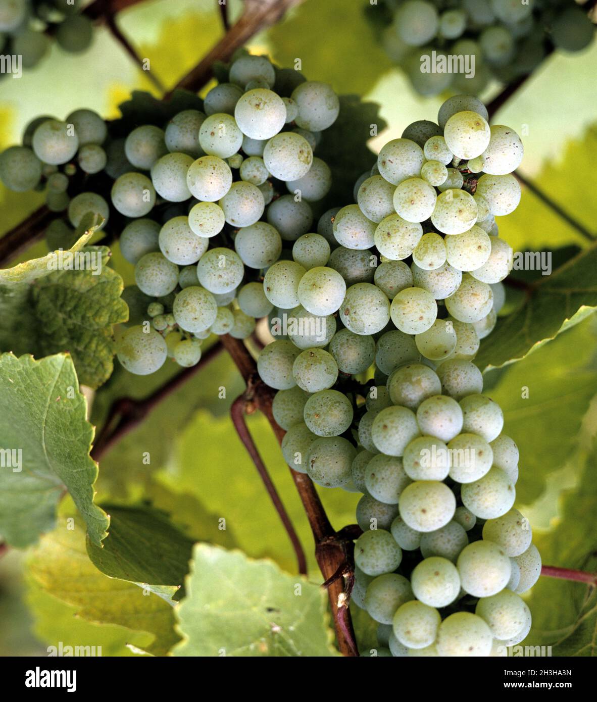 Grapes, White Riesling Stock Photo - Alamy