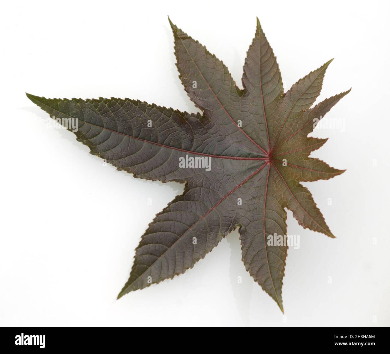 Castor leaf, castor, ricinus, communis Stock Photo - Alamy