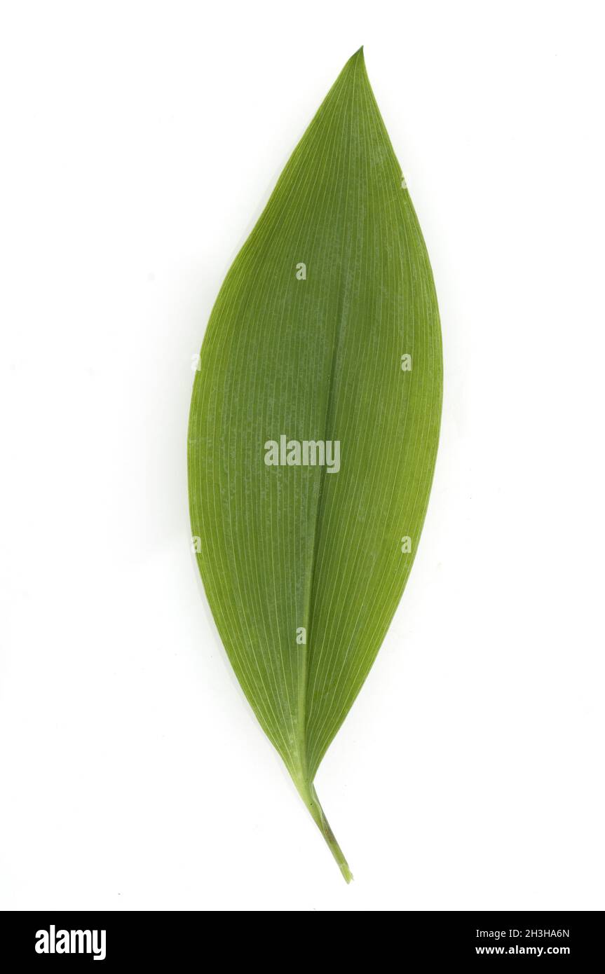 Lily of the Valley Stock Photo Alamy