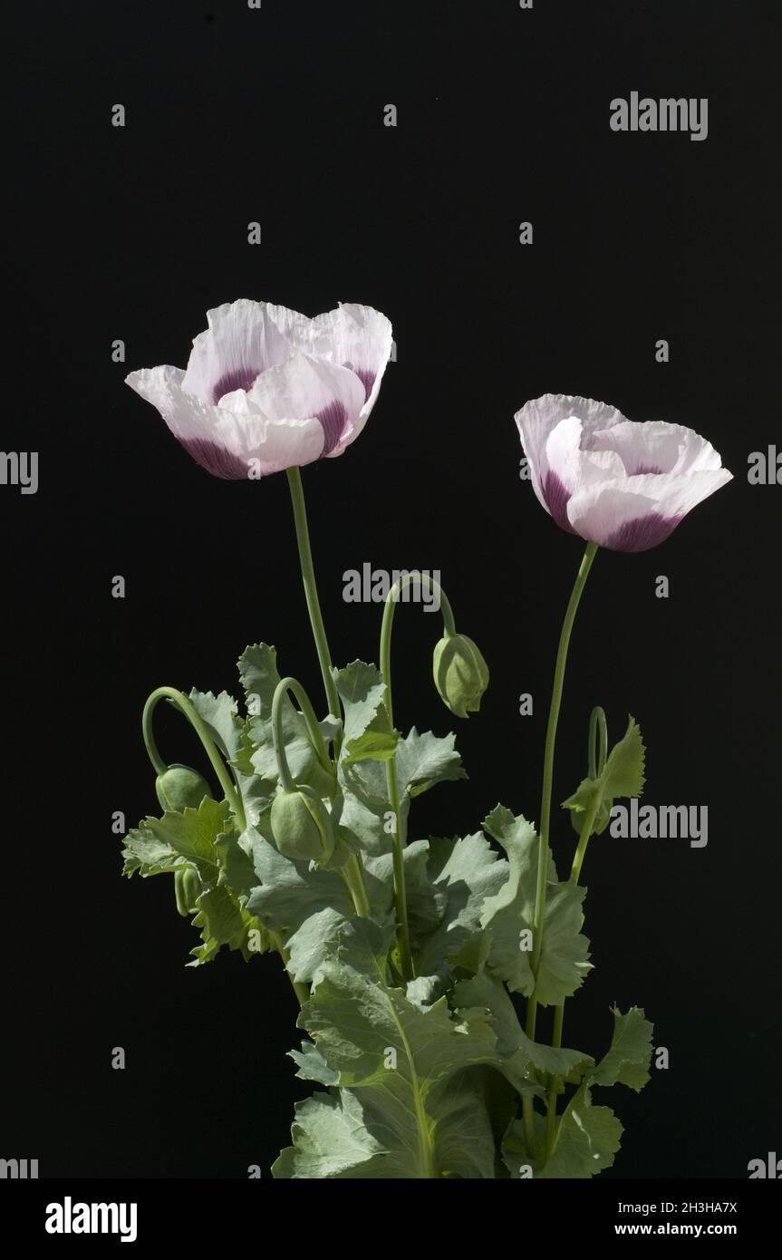 Opium poppy; Papaver somniferum Stock Photo