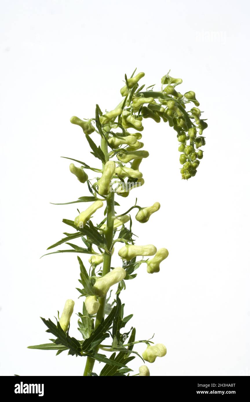 Wolfsbane; Aconitum vulparia Stock Photo