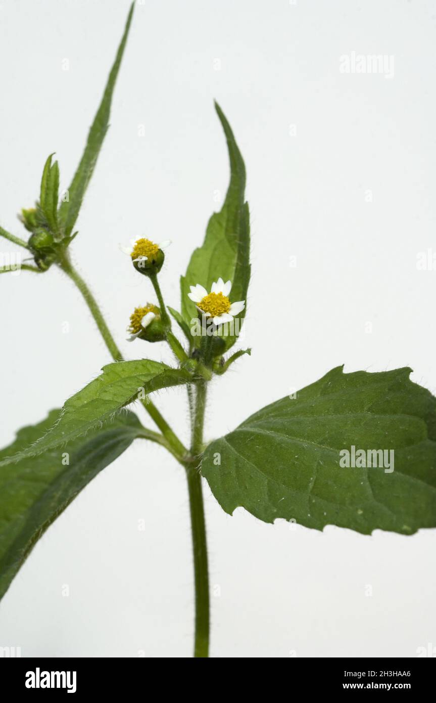 Franzosenkraut; Galinsoga parviflora Stock Photo
