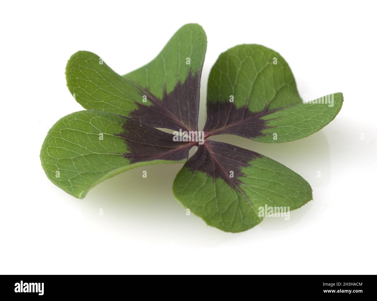 Fourleaf, leaf, edible, lucky clover, fourleaf clover Stock Photo Alamy