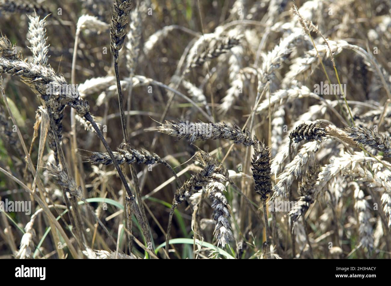 Wheat fly blight Stock Photo