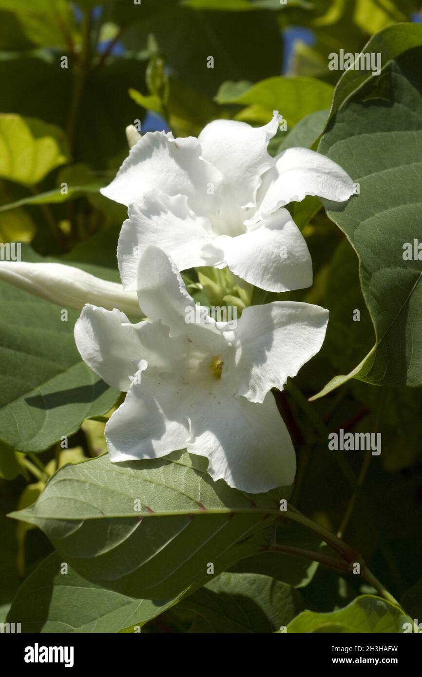 coconut plant for sale High Plateau Coconut Palm - Live Plant in a 3 Gallon Pot - Beccariophoenix Alfredii