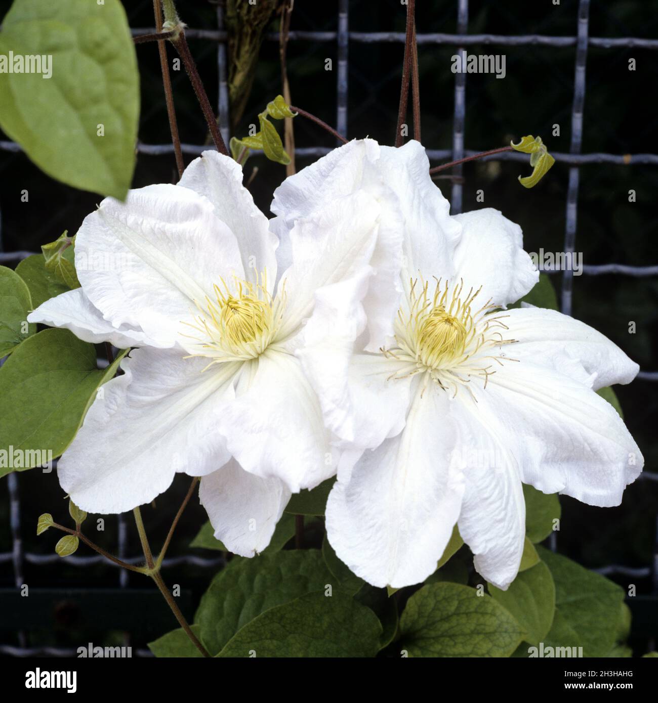 Clematis-Hybrid Mm. le Coultre Stock Photo