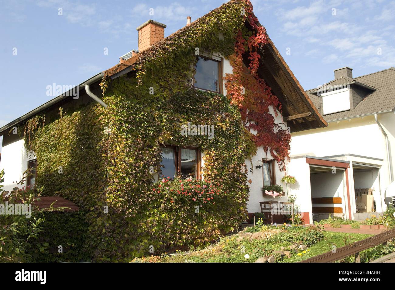 House greening, wild vine Stock Photo