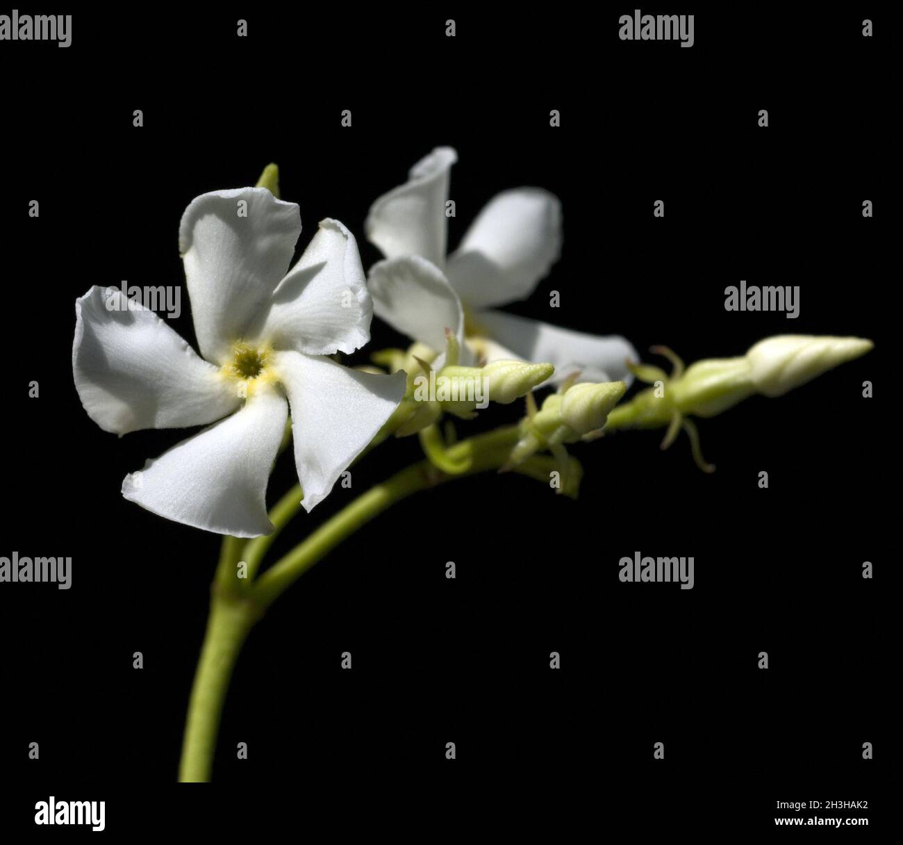 Star jasmine flower Stock Photo Alamy