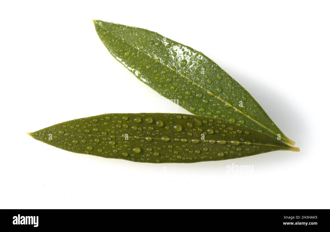 Olive tree leaves olea Cut Out Stock Images & Pictures - Alamy