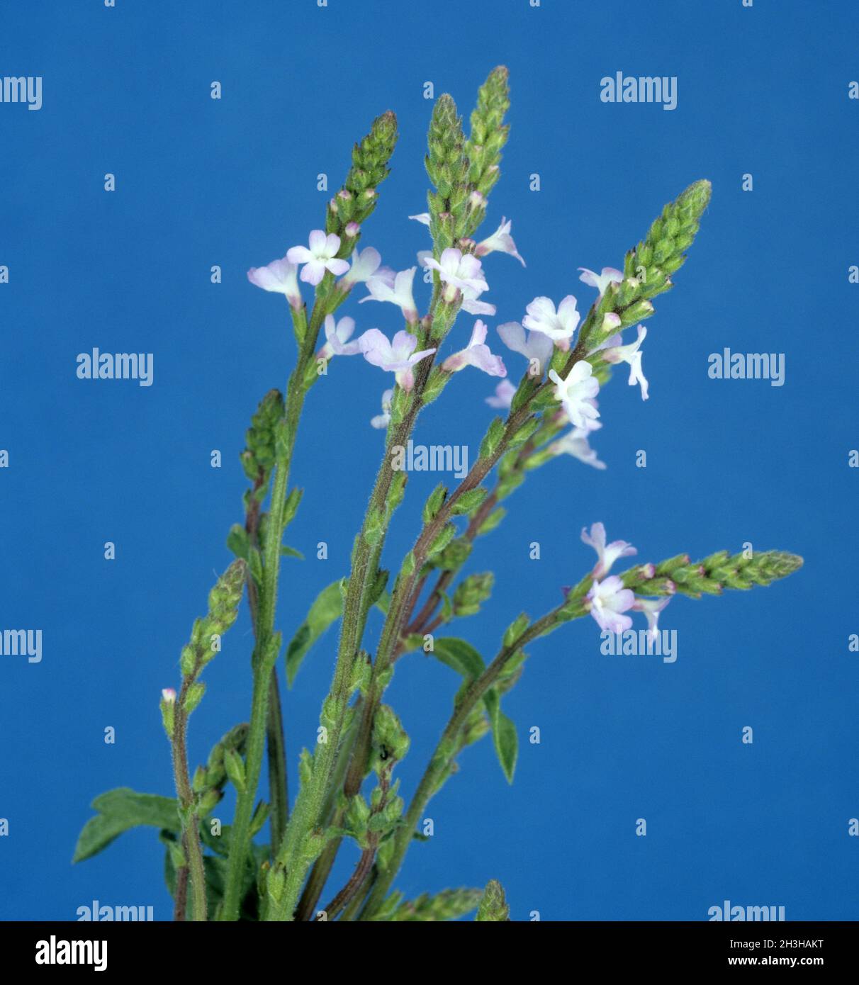 Vervain; Verbene officinalis Stock Photo Alamy