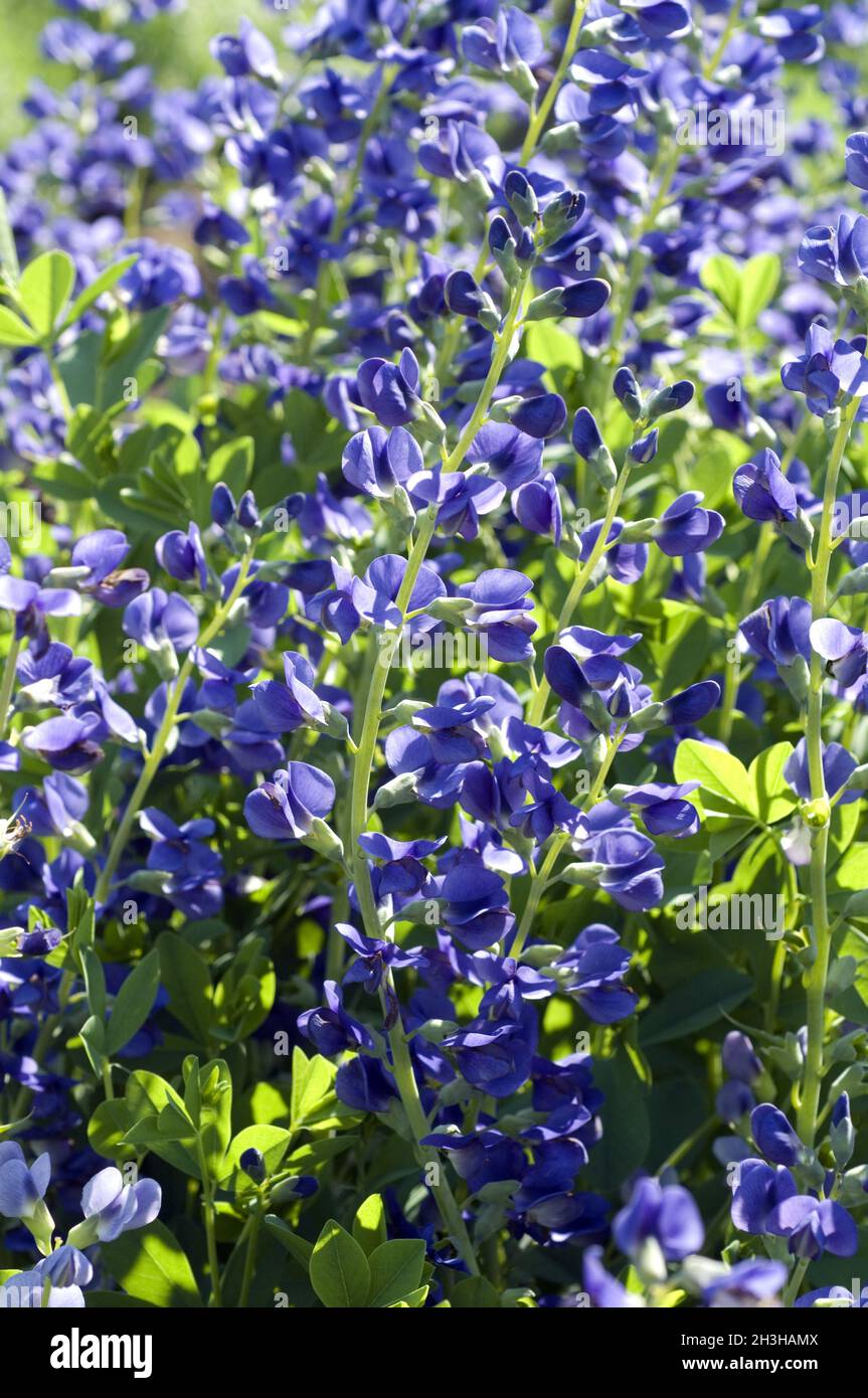 Faerberhuelse; Baptisia Tinctoria Stock Photo