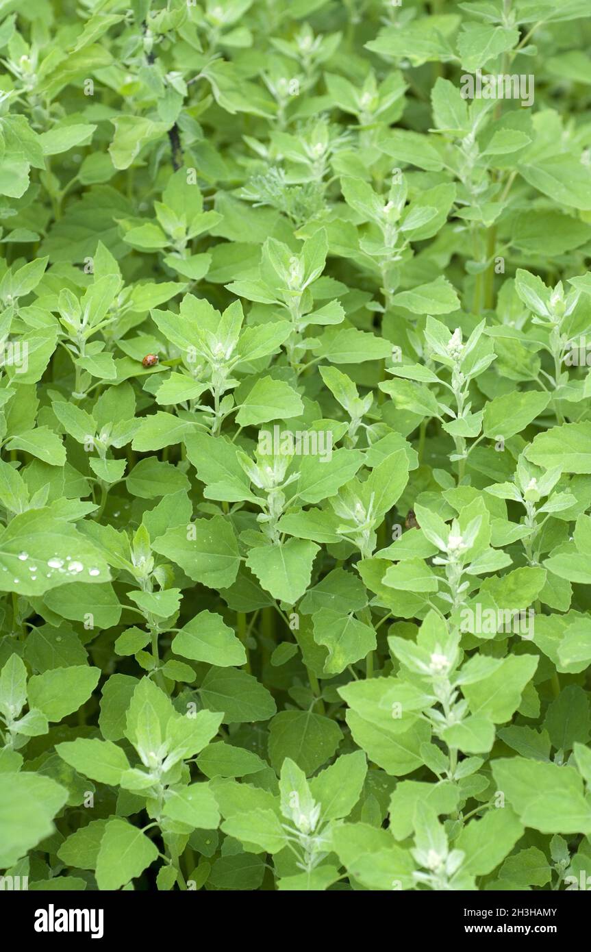 Gartenmelde; Atriplex; hortensis; Melde; Stock Photo