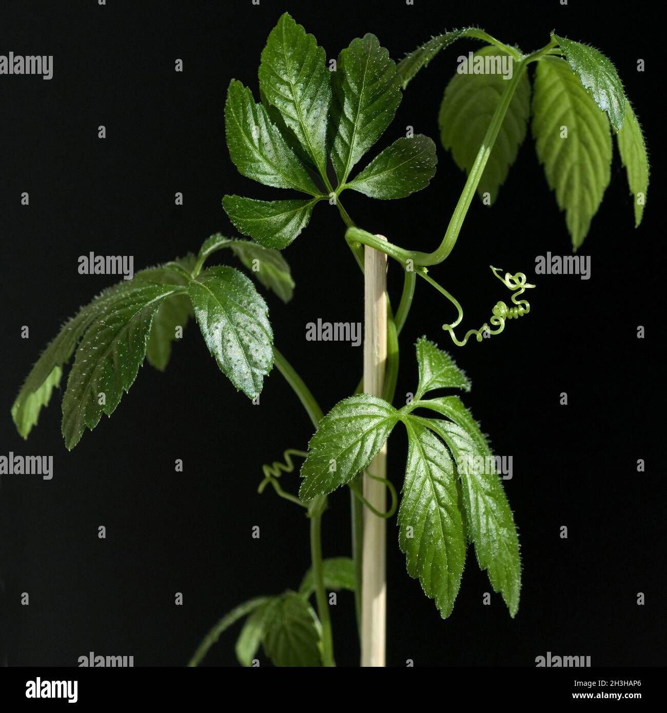 Jiaogulan, immortality herb, Gynostemma pentaphyllum Stock Photo