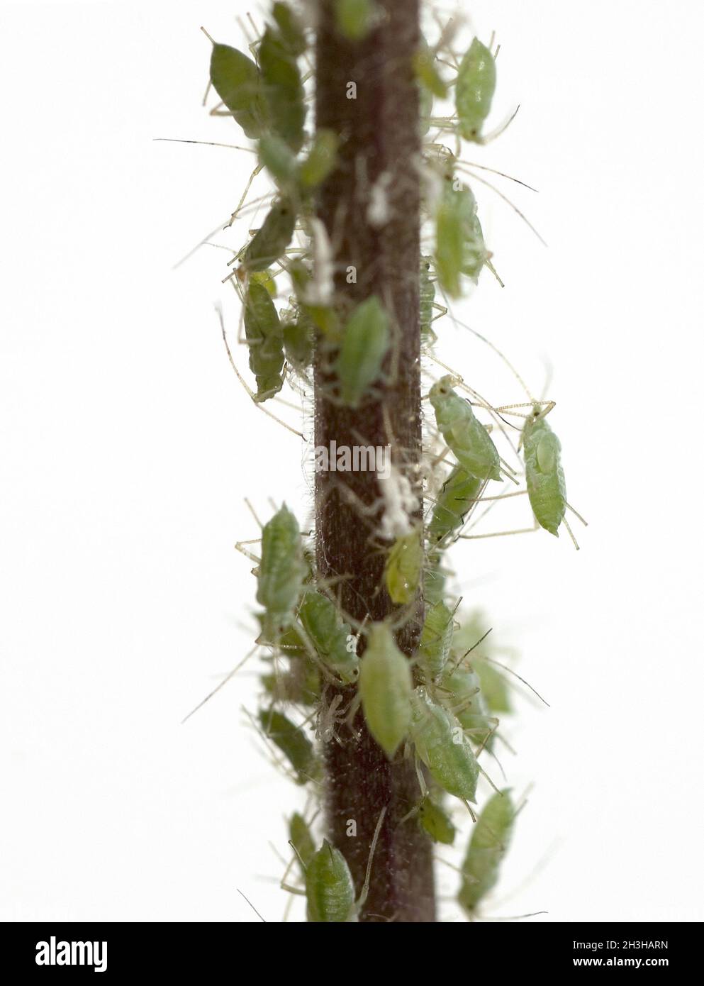 Aphid Stock Photo