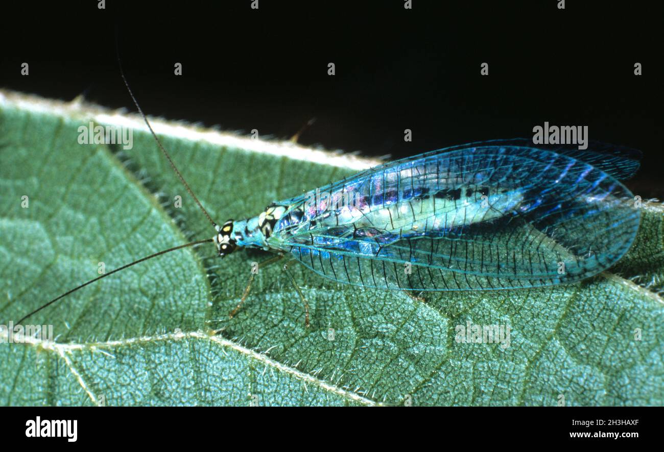 Lacewing Stock Photo