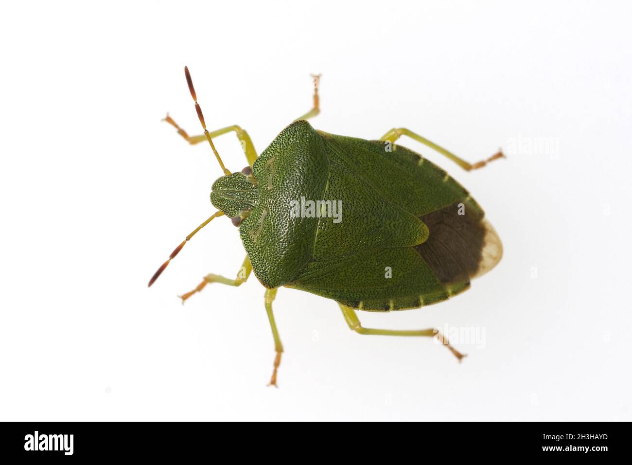 Green stink bug, Palomena prasina Stock Photo