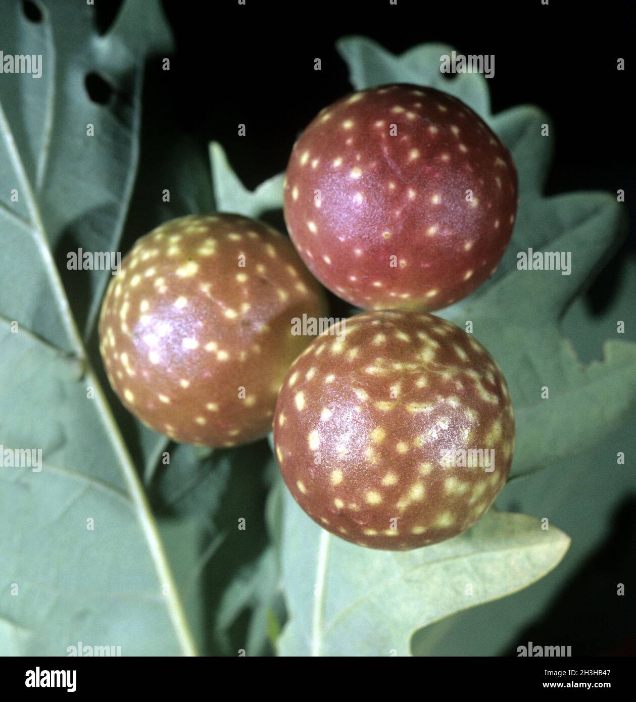oak-leaf-gall-cynips-quercusfolii-stock-photo-alamy